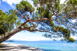 Ein großer, knorriger Baum mit weit ausladenden Ästen erstreckt sich über eine ruhige blaue Wasserfläche unter einem hellen, teilweise bewölkten Himmel. Der Rand des Wassers ist von einem schmalen Betonweg gesäumt und am Horizont sind in der Ferne Berge zu sehen.