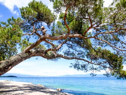 Ein großer, knorriger Baum mit weit ausladenden Ästen erstreckt sich über eine ruhige blaue Wasserfläche unter einem hellen, teilweise bewölkten Himmel. Der Rand des Wassers ist von einem schmalen Betonweg gesäumt und am Horizont sind in der Ferne Berge zu sehen.